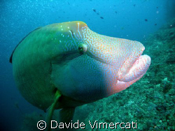 A curious Napoleon fish in Athuruga, Maldives. 
Taken wi... by Davide Vimercati 